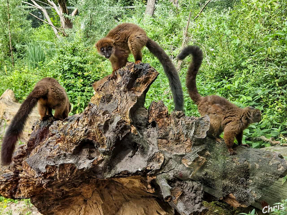 Tierpark Berlin - Affen
Schlüsselwörter: Berlin