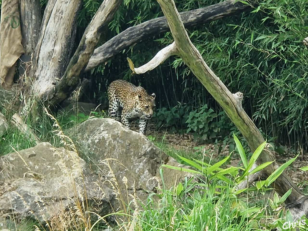 Tierpark Berlin - Jaguare
sind die größten Raubtiere Mittel- bis Südamerikas. Dank ihres besonders starken Kiefers und der Eckzähne erlegen sie ihre Beute oft mit einem einzigen Biss durch die Schädeldecke. Selbst Schildkrötenpanzer werden so geknackt. Sie sind bis zu 150 kg schwer und sind gute Kletterer und Schwimmer. in der Natur werden sie ca.12 Jahre alt, im Zoo bis zu 30 Jahre. laut freunde-hauptstadtzoos
Schlüsselwörter: Berlin