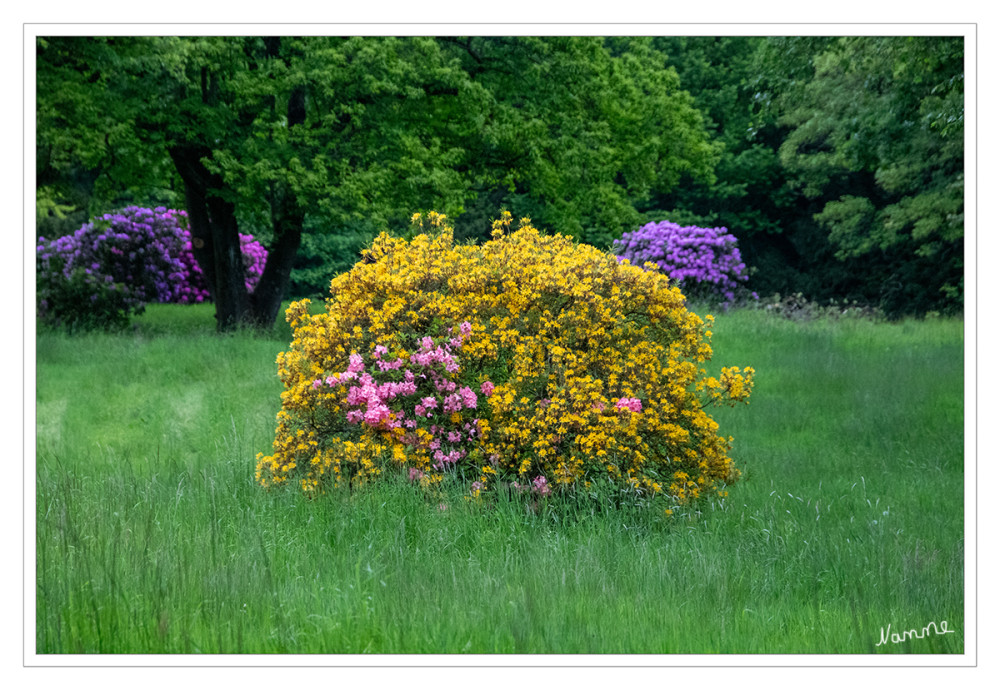 Park Schloss Heltorf
Der Rhododendron ist das Markenzeichen des Parks von Schloss Heltorf. Nur im ostfriesischen Westerstede sieht man mehr dieser Pflanzen, doch hier in Angermund, sind sie eingebettet in eine harmonische Landschaftsarchitektur. lt lust-auf-duesseldorf
Schlüsselwörter: 2026
