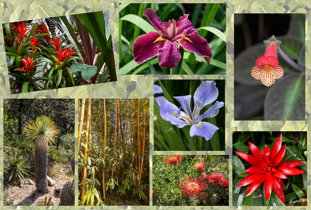 Botanischer Garten La Mortelle
Blütenpracht im Mai
Schlüsselwörter: Italien; Ischia