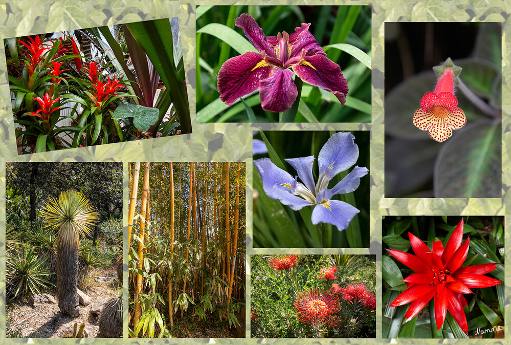 Botanischer Garten La Mortelle
Blütenpracht im Mai
Schlüsselwörter: Italien; Ischia