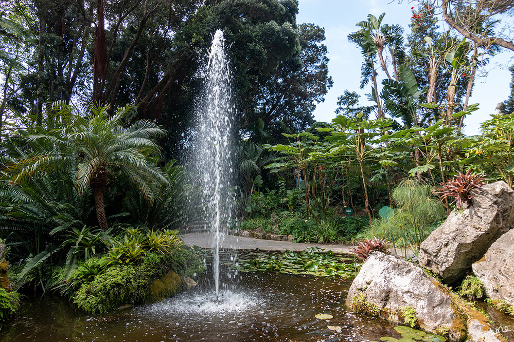 Botanischer Garten La Mortelle
Der Name Mortella leitet sich ab von der geruchsintensiven und für das mediterrane Klima typischen Myrtepflanze, die hier auf dem vulkanischen Gestein üppig gedeiht.
Der berühmte englische Komponist Sir William Walton und seine Frau Lady Walton (Susana Valeria Rosa Maria Gil Passo) haben diesen zauberhafter Garten als Ruheplatz und Ort zum Meditieren angelegt. laut bellaischia
Schlüsselwörter: Italien; Ischia