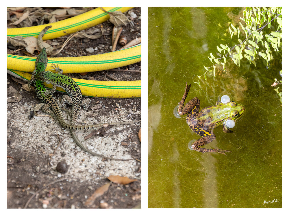 Botanischer Garten La Mortelle
Die Zeit der Revierkämpfe
Schlüsselwörter: Italien; Ischia