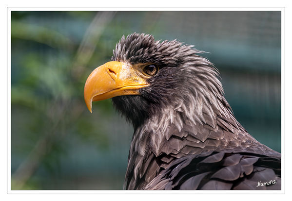 Seeadler
Der Seeadler (Haliaeetus albicilla) ist ein Greifvogel aus der Familie der Habichtartigen (Accipitridae). Seeadler bewohnen gewässerreiche Landschaften Eurasiens von Grönland bis zum Pazifik. Sie ernähren sich überwiegend von Fischen, Wasservögeln und Aas. laut Wikipedia
Schlüsselwörter: Hellenthal; Adler