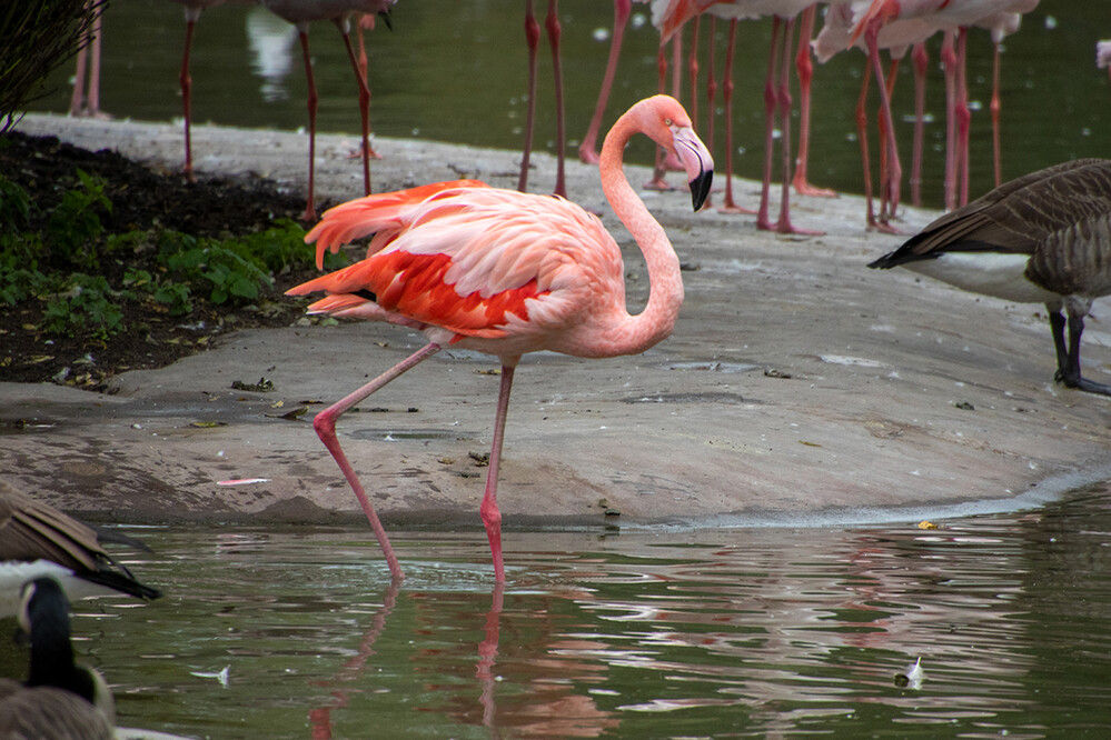 Zoom - Flamingo
Jo
Schlüsselwörter: ZOOM Erlebniswelt; Gelsenkirchen;