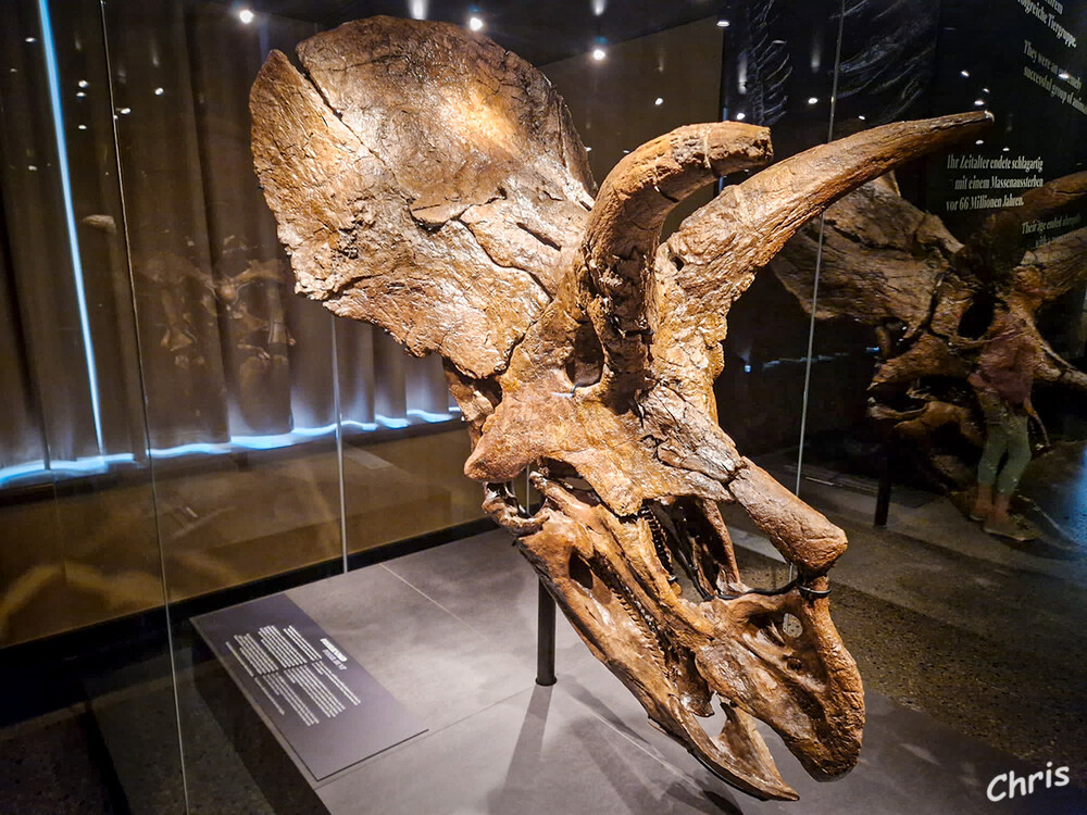 Naturkundemuseum
Der originale Schädel eines Triceratops ist in die Ausstellung "Dinosaurier! Zeitalter der Riesenechsen" in Berlin eingezogen und bis Jahresende zu sehen. Triceratops, der zur gleichen Zeit wie T. rex über den Nordamerikanischen Kontinent stapfte, imponiert durch das große Nackenschild und die drei ausladenden Hörner. laut museumfuernaturkunde
Schlüsselwörter: Berlin