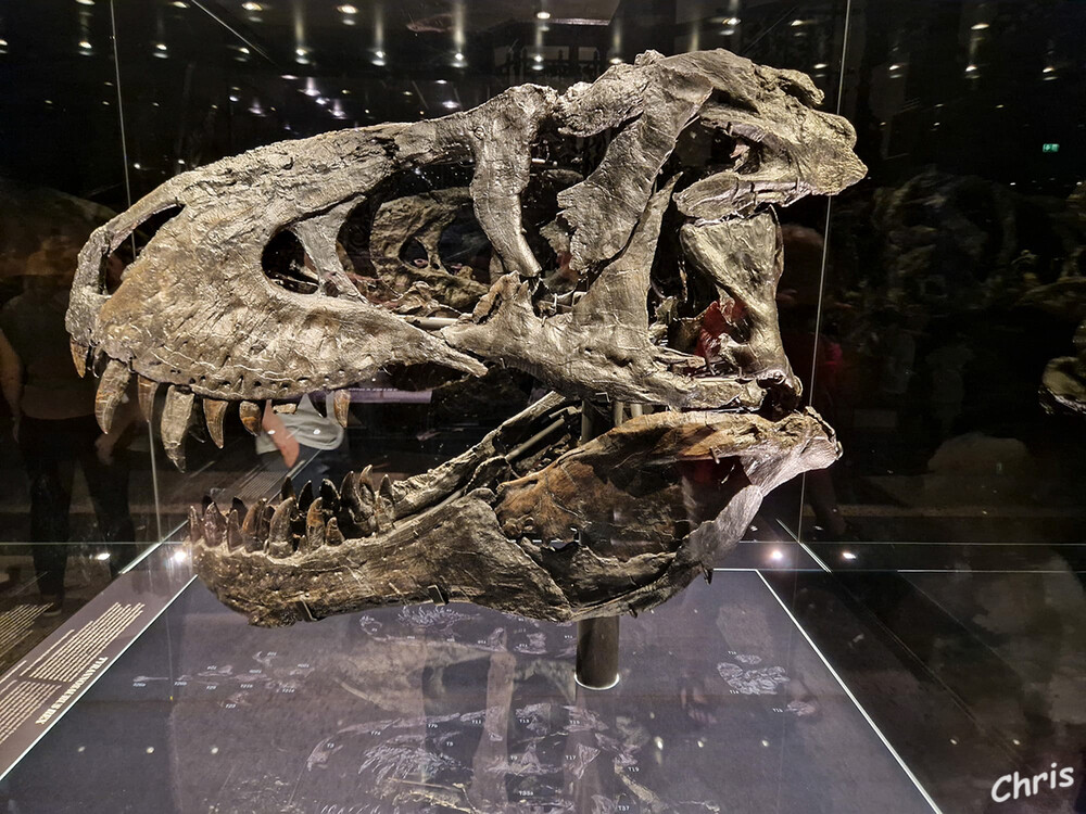 Naturkundemuseum
Mit TRISTAN kommt eines der weltweit am besten erhaltenen Exemplare von Tyrannosaurus rex nach Berlin. Direkt nach der Ankunft des originalen Schädels beginnen die Forschungsarbeiten, die das Museum für Naturkunde Berlin, Leibniz-Institut für Evolutions- und Biodiversitätsforschung, in den kommenden Jahren mit einem eigenen Forscher-Team und im engen Schulterschluss mit Partnern aus Wissenschaft und Forschung, Industrie und Gesellschaft durchführt. Ab Dezember 2015 wird das 12 Meter lange Originalskelett erstmals in einer eigenen Ausstellung der Öffentlichkeit präsentiert. 

Schlüsselwörter: Berlin