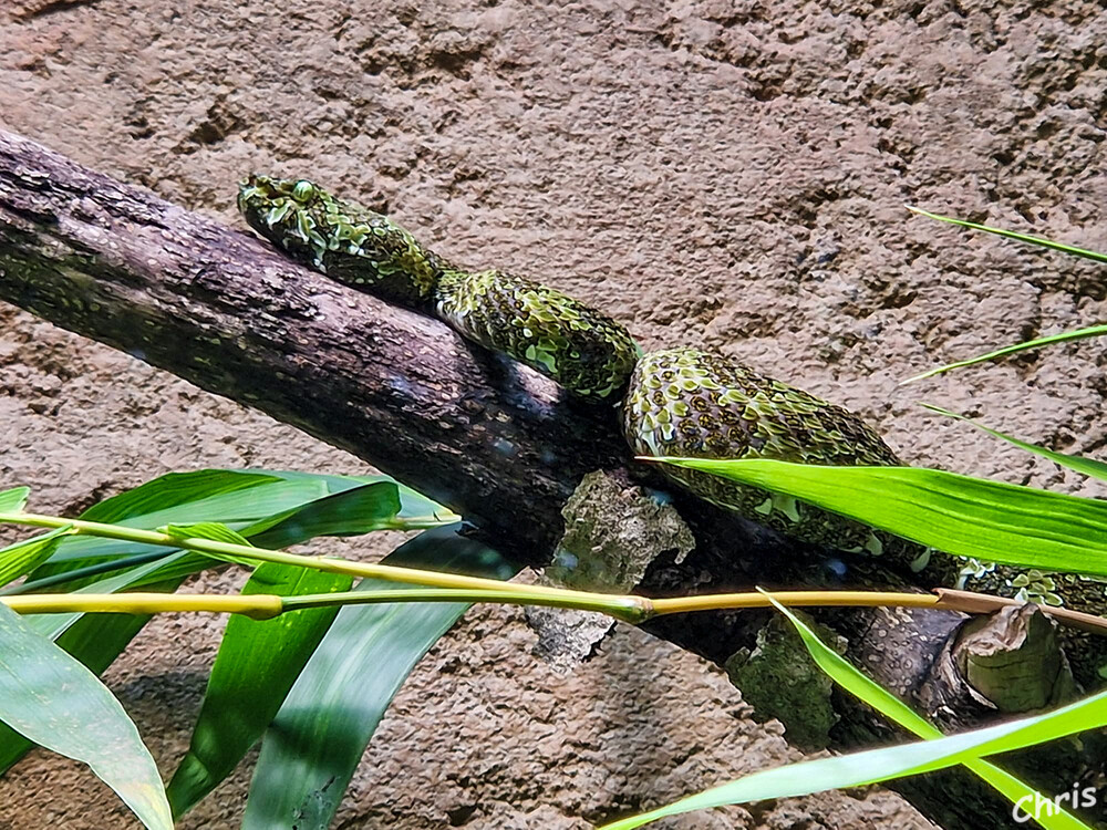 Tierpark Berlin - Mal ausruhen
Schlüsselwörter: Berlin