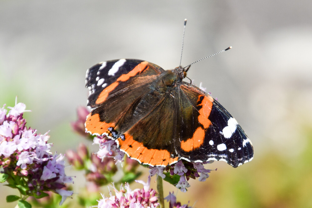 Krefeld - Schmetterling
Karl-Heinz
Schlüsselwörter: 2021