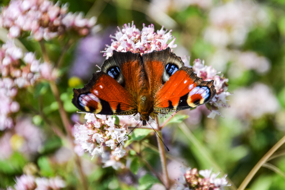 Krefeld - Schmetterling
Karl-Heinz
Schlüsselwörter: 2021