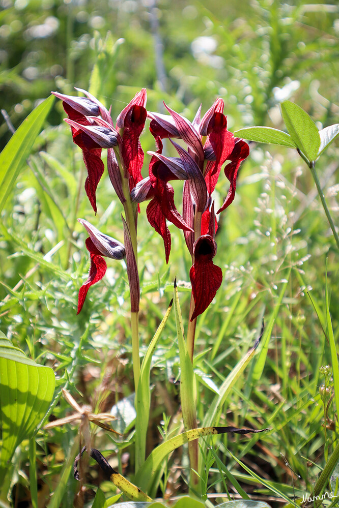 Auf dem Panza
Serapias Neglecta, das seltene Zungen-Knabenkraut, ist eine Orchideenart, die in Südeuropa endemisch ist. laut Wikipedia 
Schlüsselwörter: Italien