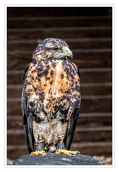 Rotrückenbussard
Jungtier
Das Verbreitungsgebiet des Rotrückenbussards erstreckt sich von Kolumbien über Ecuador und Peru bis in den Süden von Bolivien und Chile sowie in Argentinien bis nach Tierra des Fuego. Der Rotrückenbussard zählt außerdem zum Brutvogelbestand der Falklandinseln. Er ist insbesondere im Süden Südamerikas weit verbreitet und kommt dort vor allem in den Andenregionen vor. laut Wikipedia
Schlüsselwörter: Hellenthal; Bussard