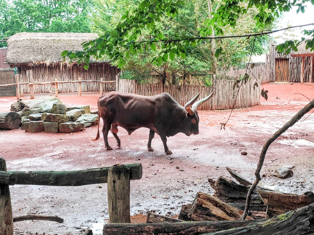 Zoom - Watussirind
Manni
Schlüsselwörter: ZOOM Erlebniswelt; Gelsenkirchen;