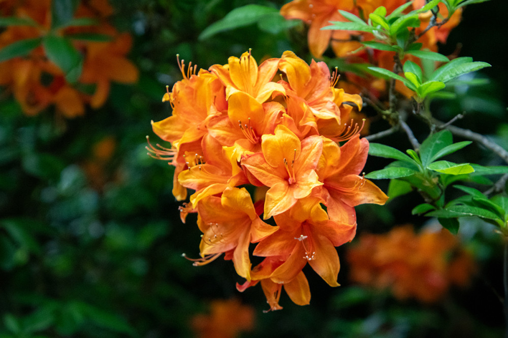 Schlosspark Heltorf - Blüten
Marianne
Schlüsselwörter: 2026