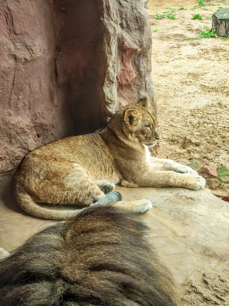 Zoom - Afrikanischer Löwe
Manni
Schlüsselwörter: ZOOM Erlebniswelt; Gelsenkirchen;