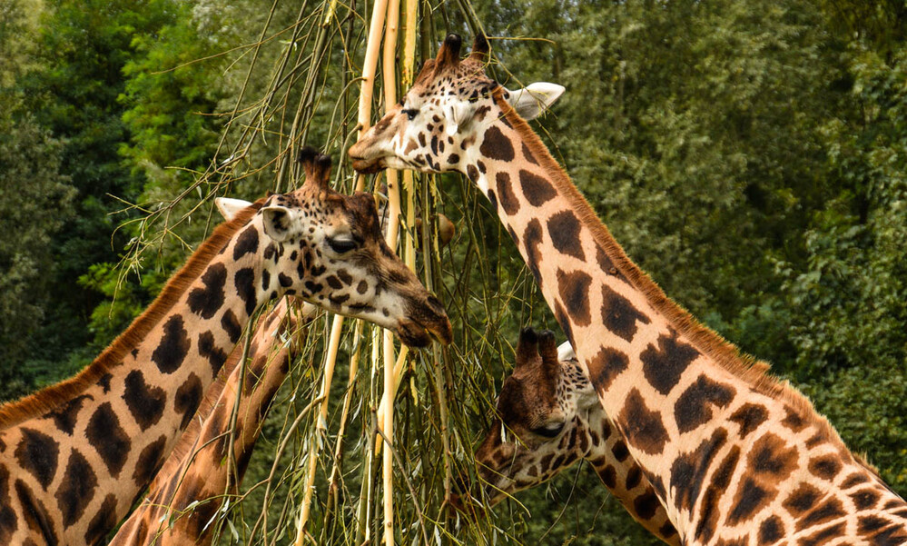 Zoom - Rothschildgiraffe
Verena
Schlüsselwörter: ZOOM Erlebniswelt; Gelsenkirchen;