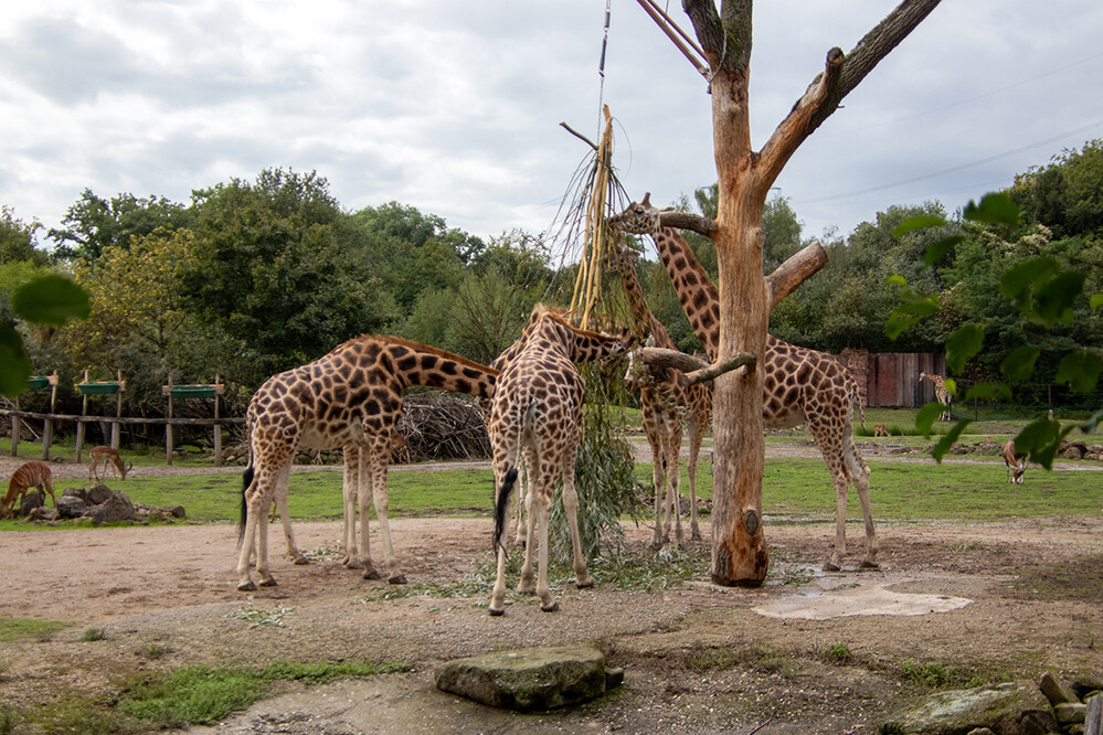 Zoom - Rothschildgiraffe
Jo
Schlüsselwörter: ZOOM Erlebniswelt; Gelsenkirchen;