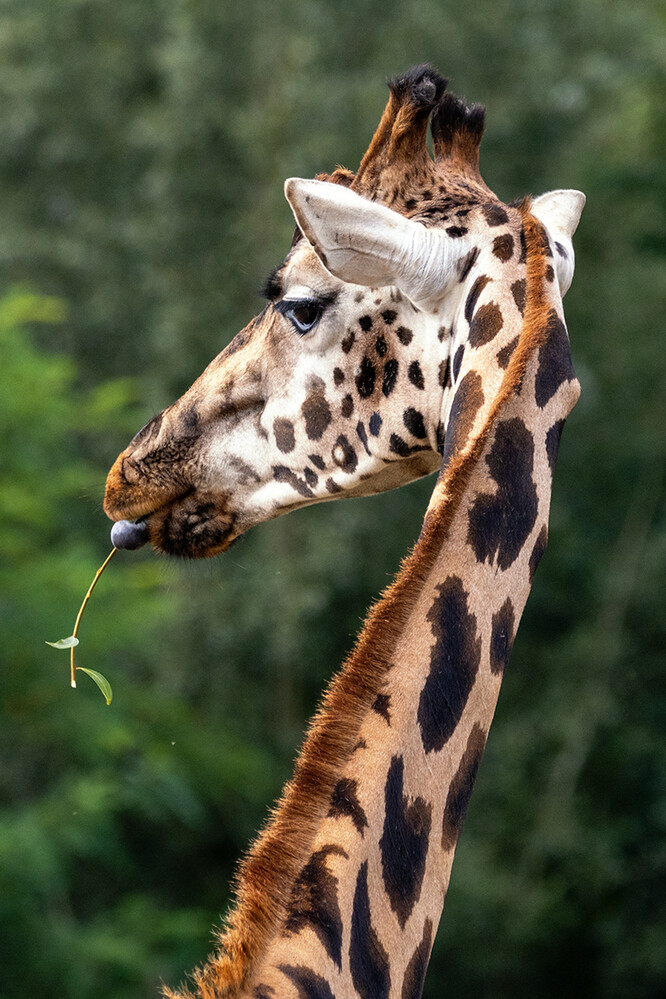 Zoom - Rothschildgiraffe
Marianne
Schlüsselwörter: ZOOM Erlebniswelt; Gelsenkirchen;