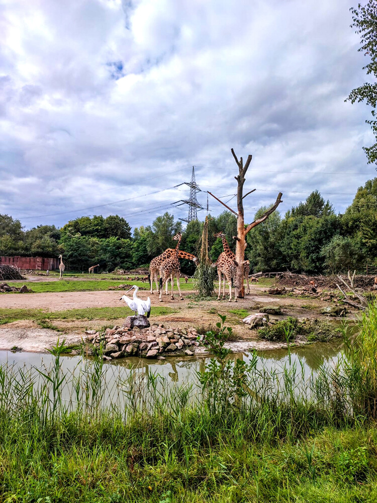 Zoom - Rothschildgiraffe
Manni
Schlüsselwörter: ZOOM Erlebniswelt; Gelsenkirchen;