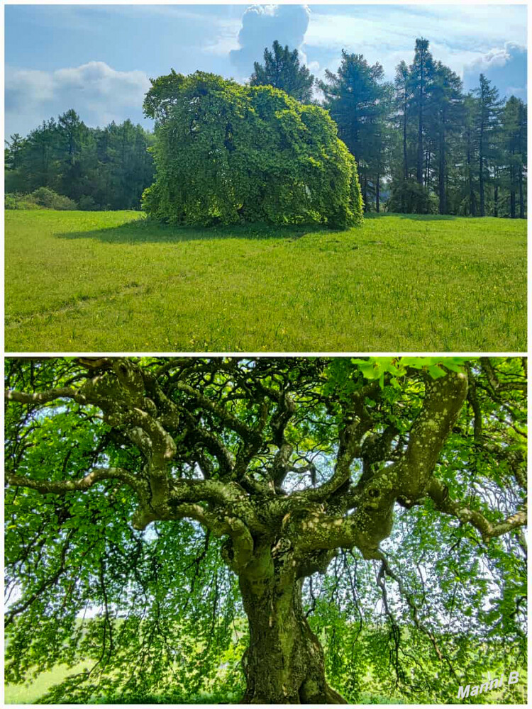 Süntelbüche
Schlüsselwörter: Eifel