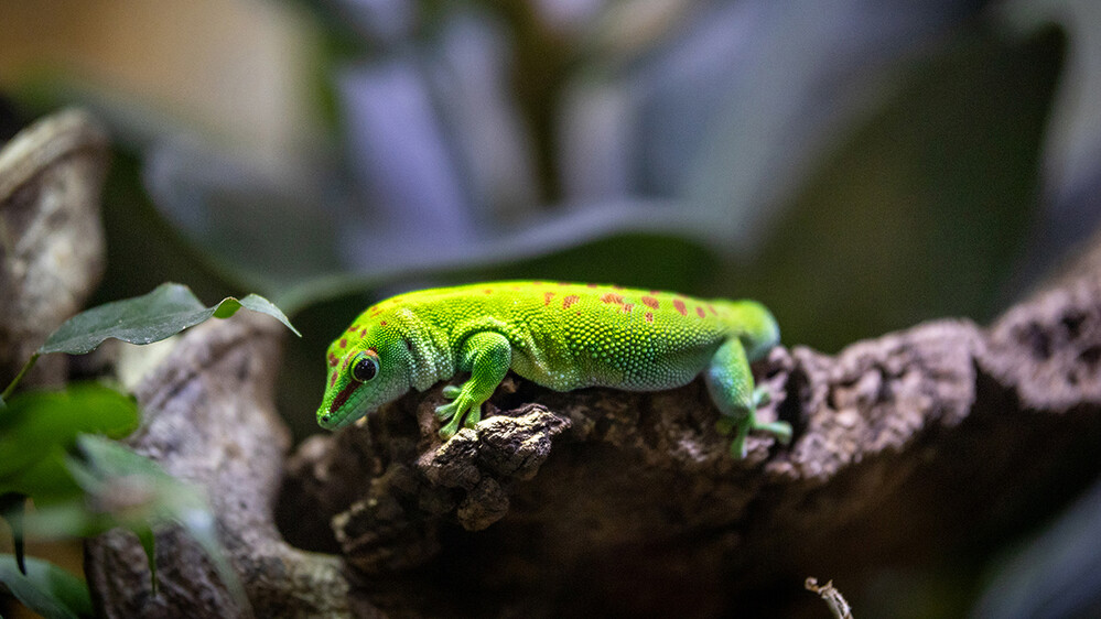 Terrazoo - Madagaskar-Taggecko
Marianne
Schlüsselwörter: 2024