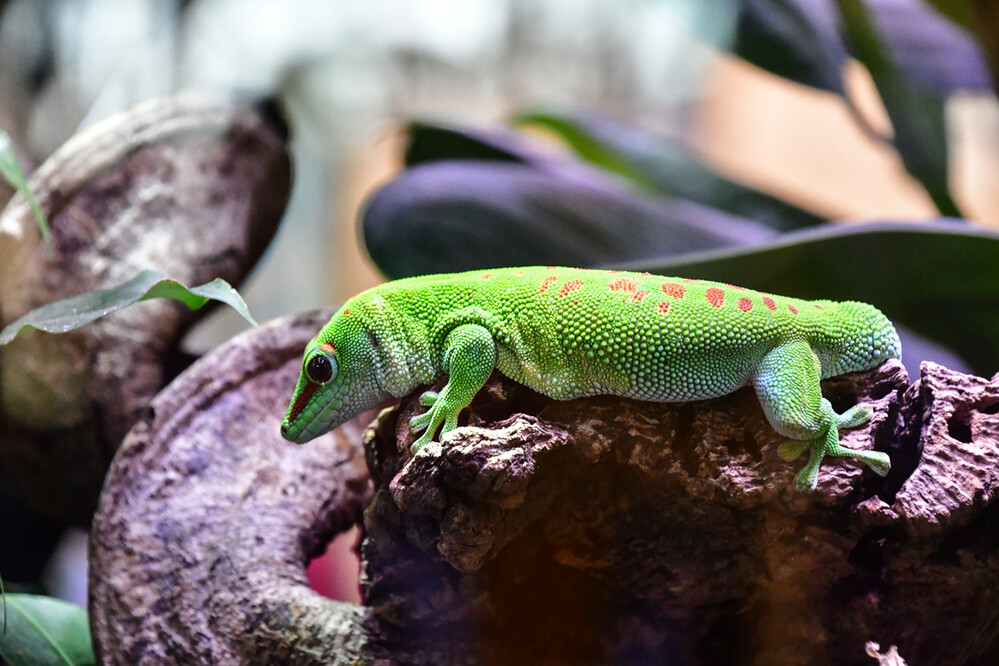 Terrazoo - Madagaskar-Taggecko
Roland
Schlüsselwörter: 2024
