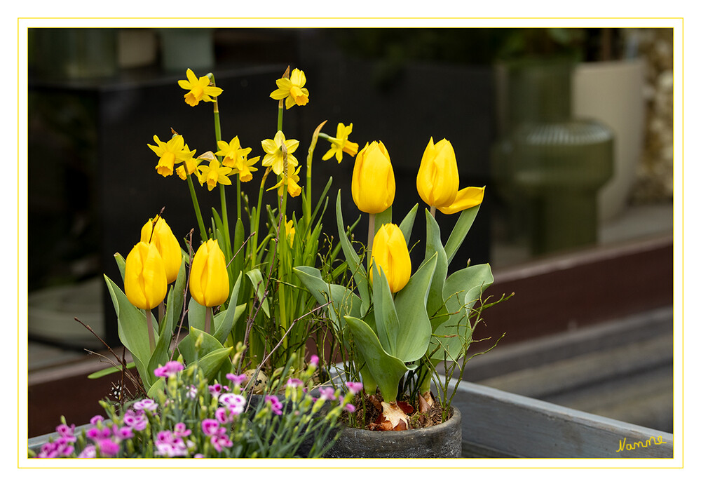 Frühlingserwachen
Eine schöne Kombi vor einem Blumengeschäft. 
Schlüsselwörter: Tulpen ; Narzissen