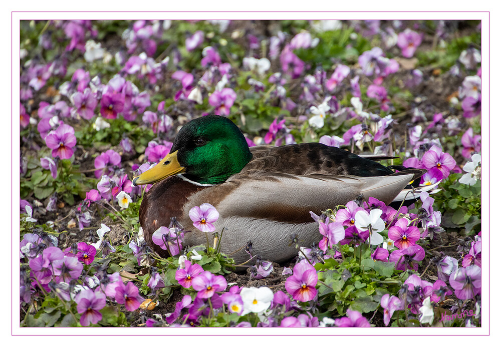 Relax
Die Stockente ist eine Vogelart aus der Familie der Entenvögel. Die Stockente ist die größte und am häufigsten vorkommende Schwimmente Europas und die Stammform der Hausente. laut Wikipedia
