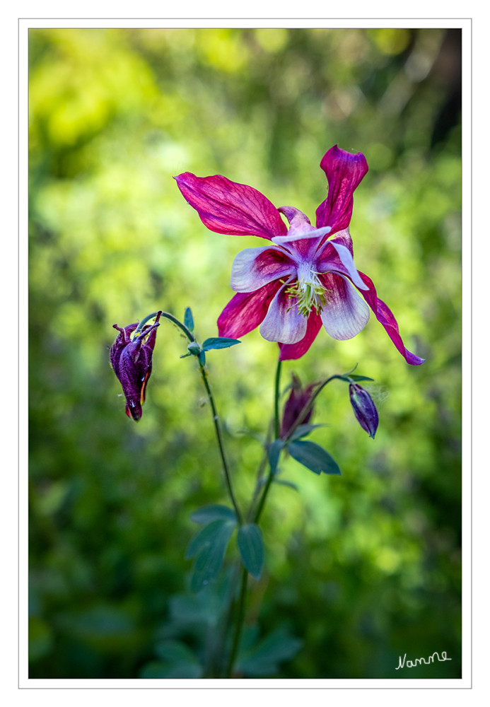 Akelei
(Aquilegia) Die Aquilegia-Arten besiedeln eine Vielzahl unterschiedlicher Habitate, von Oasen in Trockengebieten bis zu alpinen Grasländern, Felsheiden oder temperaten Wäldern, von der Meeresküste bis zu den Hängen des Himalaya, der Rocky Mountains oder der Alpen. Sie gedeihen von der Wüste (Aquilegia skinneri oder Aquilegia chrysanta) bis ins Hochgebirge (Aquilegia dinarica oder Aquilegia jonesii).lt. Wikipedia
Schlüsselwörter: 2026