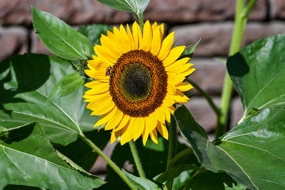 Alles was blüht „Sonnenblume“
Roland
Schlüsselwörter: 2021