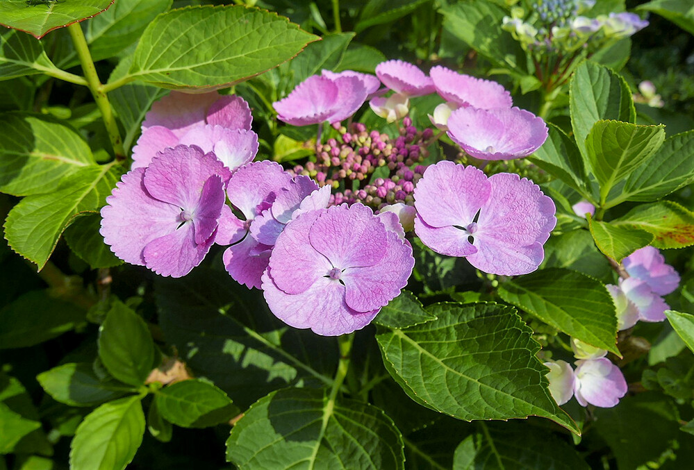 Hortensie 
(Hydrangea macrophylla)
Norbert
Schlüsselwörter: 2021