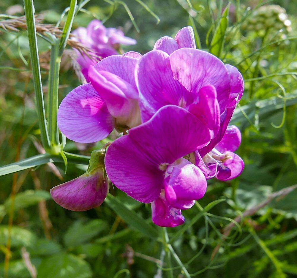 Alles was blüht "Gartenwicke"
(Lathyrus otoratus)
Norbert
Schlüsselwörter: 2021