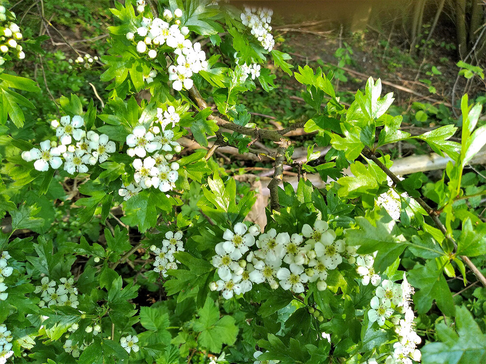 Alles was blüht "Weißdorn"
(Crataegus monogyna) 
Norbert
Schlüsselwörter: 2021