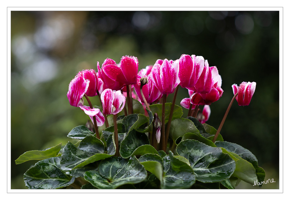 Alpenveilchen
sind winterharte Knollengewächse aus dem Mittelmeerraum. Diese Pflanzen blühen normalerweise im Herbst und Winter und sind wegen ihrer auffälligen Blüten beliebt, die von Weiß und Rosa bis hin zu leuchtendem Rot reichen. Die Blätter sind herzförmig, oft mit einem silberfarbenen Muster, was die Pflanze auch außerhalb der Blütezeit attraktiv macht. lt.blumenzwiebel
Schlüsselwörter: 2025