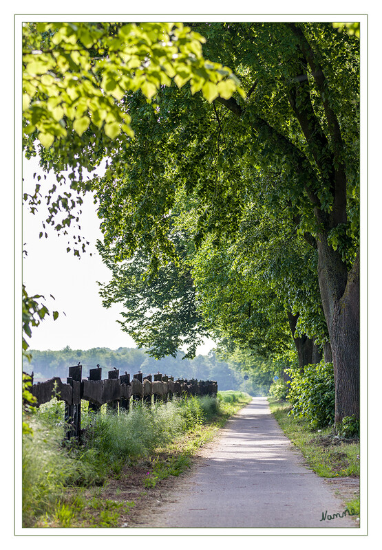 Der Weg
zur unsere Hunderunde.
Tiefe Position
Schlüsselwörter: Weg; Bäume