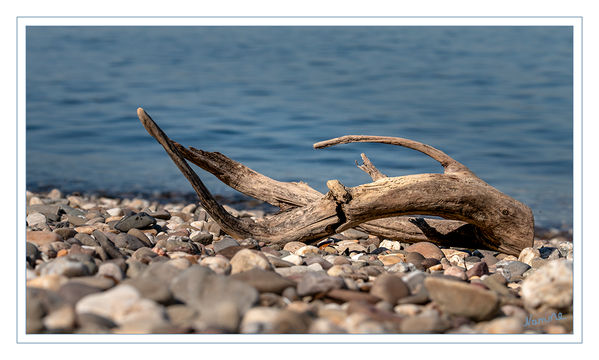 Angespült
am Rhein
Schlüsselwörter: Strandgut