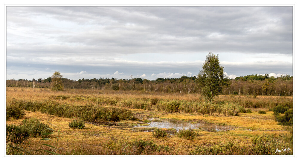 Wacholderheide
In der Heidelandschaft mit ihren Gagelmooren und Bruchwäldern zeigt sich der Naturpark Schwalm-Nette von einer seiner schönsten und abwechslungsreichsten Seiten.
Schlüsselwörter: Venekoten