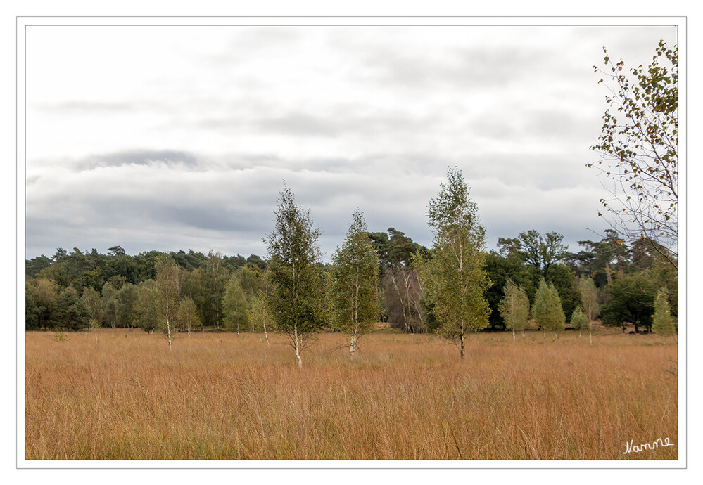 Wacholderheide 
In der Heidelandschaft mit ihren Gagelmooren und Bruchwäldern zeigt sich der Naturpark Schwalm-Nette von einer seiner schönsten und abwechslungsreichsten Seiten. 
