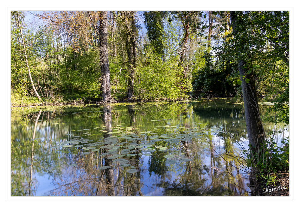 Am Weiher
Blende 14 mit 10 Sekunden
Schlüsselwörter: Frühling; Langzeitbelichtung; grün