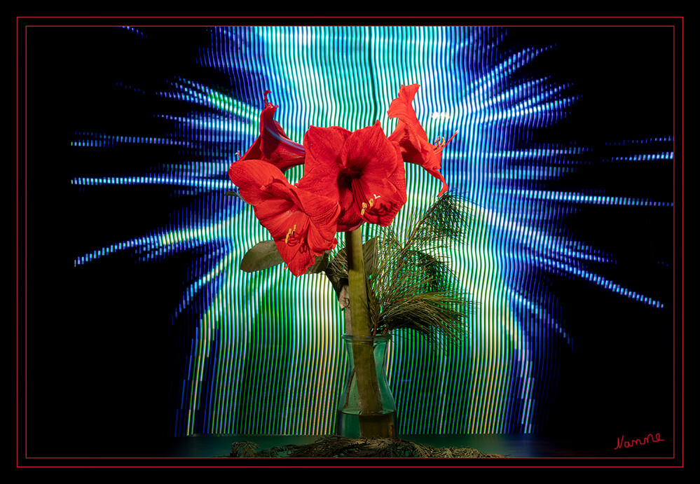 50 - Ins rechte Licht gerückt
Amaryllis
2021
