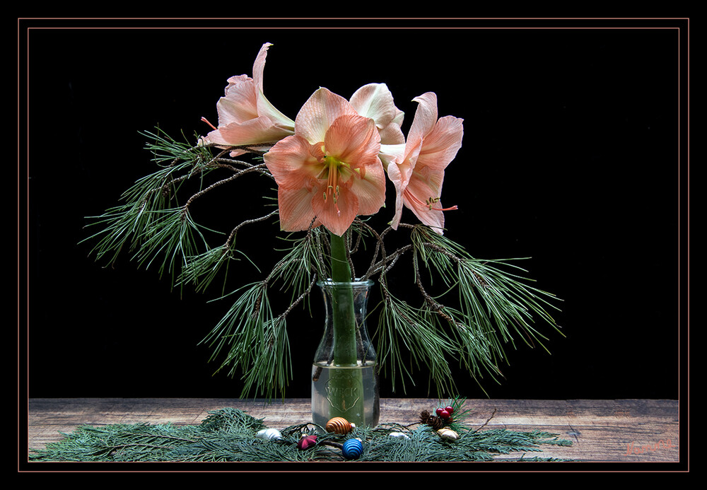 Amaryllis
st eine Pflanzengattung aus der Familie der Amaryllisgewächse (Amaryllidaceae). Die nur zwei Arten sind in Winterregen-Gebieten des südlichen Afrika verbreitet. Bei der im Gartenhandel insbesondere zur Advents- und Weihnachtszeit verkauften „Amaryllis“ handelt es sich nach heutiger botanischer Systematik um die Gattung Hippeastrum (Rittersterne). laut Wikipedia
Schlüsselwörter: 2021