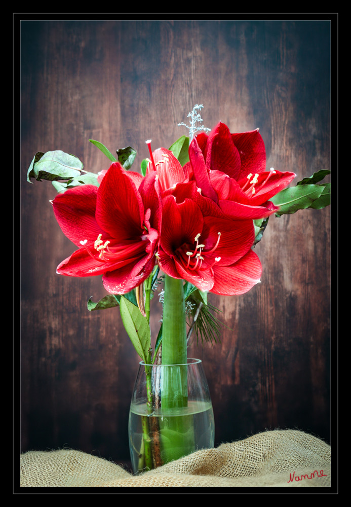 47 - Amaryllis
Schlüsselwörter: 2025