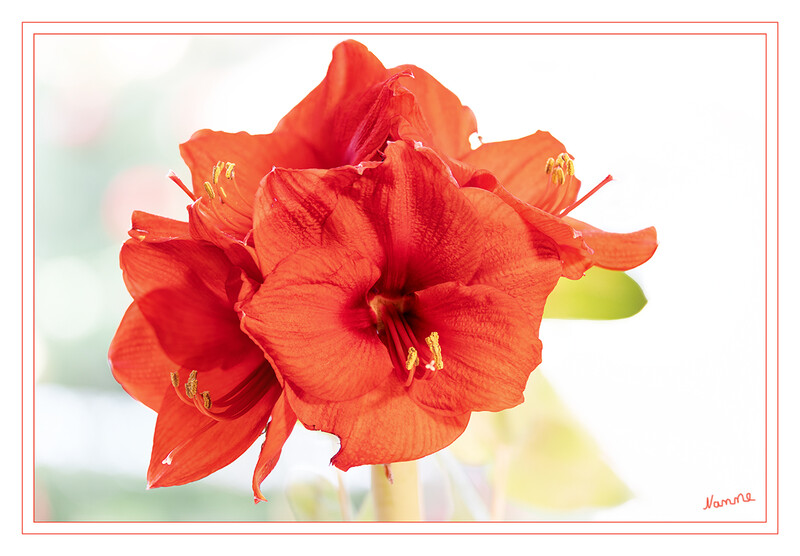 Amaryllis
Zwar wurde die Klassifizierung korrigiert, jedoch hält sich der Name Amaryllis bis heute hartnäckig für den Ritterstern. Im Folgenden meinen wir mit “Amaryllis” ebenfalls den Ritterstern. Wurden im 16. und 17. Jahrhundert überwiegend Nutzpflanzen wie Kakao, Kartoffeln oder Bananen eingeführt, wollte im 18. und 19. Jahrhundert auch der ästhetische Hunger der höheren Stände gestillt werden. Die prächtigen Amaryllis aus den peruanischen Anden, Brasilien oder Bolivien eroberten die Herzen Europas im Sturm.  laut livingathome
Schlüsselwörter: Rittersporn;