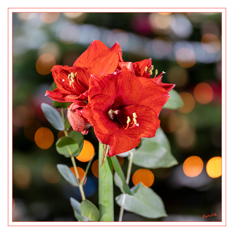 Amaryllis
Aus den subtropischen Regionen Südamerikas fand die zauberhafte Amaryllis den Weg in unsere Wohnzimmer. Es ist nicht zuletzt seine ungewöhnliche Blütezeit, (Dezember bis Februar) die den Ritterstern zu einem gern gesehenen Gast werden ließ. laut gartenjournal
Schlüsselwörter: Amaryllis; rot