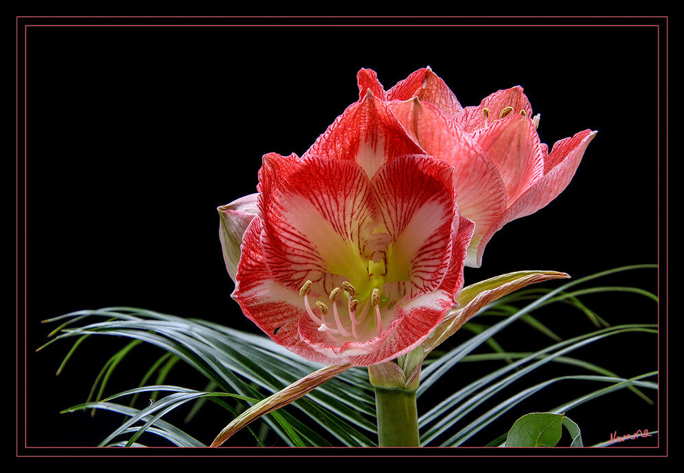 48 - In voller Blüte
Amaryllis
2022
