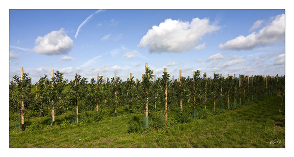 Apfelplantage
Bei uns auf dem Lande
Schlüsselwörter: Äpfel