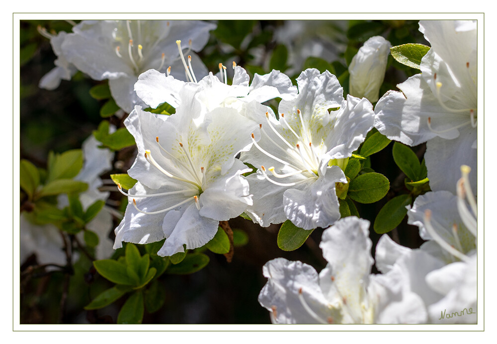 Voll in Blüte
Als Azaleen werden verschiedene Arten und Sorten der Gattung Rhododendron bezeichnet; es sind laubabwerfende oder kleinblättrige immergrüne Sträucher. laut Wikipedia
Schlüsselwörter: Azaleen; weiß