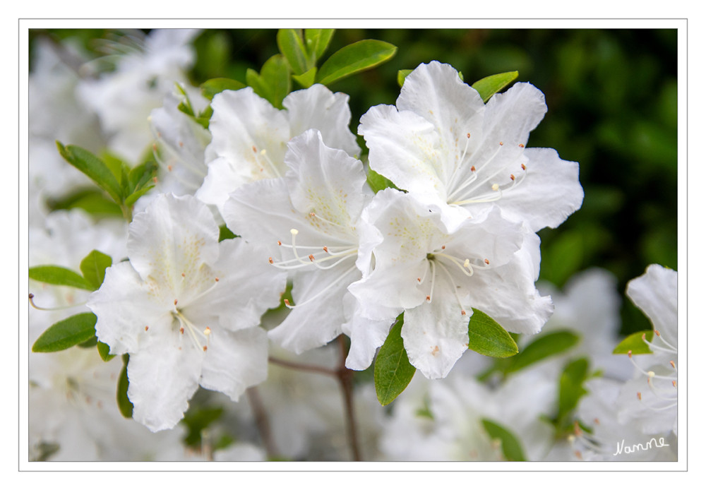 Azaleen
Als Azaleen oder Azalien werden verschiedene Arten und Sorten der Gattung Rhododendron bezeichnet; es sind laubabwerfende oder kleinblättrige immergrüne Sträucher. Der Name der Azalee ist vom griechischen Wort azaléos für „trocken“ abgeleitet und bezieht sich vermutlich auf die holzigen Zweige der Pflanze. lt. Wikipedia
Schlüsselwörter: 2026