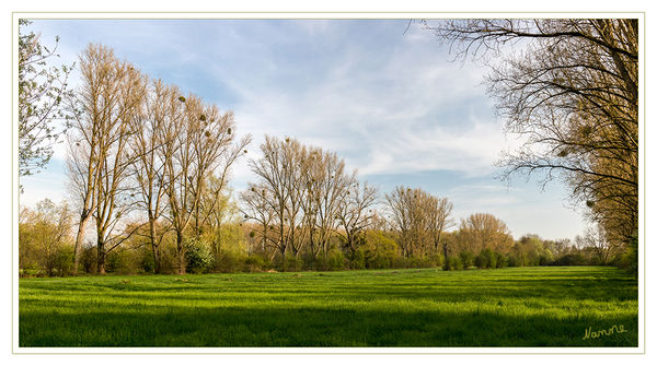 Blick auf die Wiese
Urdenbacher Kämpe
Die Landschaft wird durch Baumreihen und Hecken gegliedert.
Schlüsselwörter: Urdenbacher Kämpe , Düsseldorf