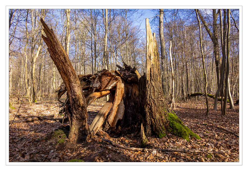 Was vom Baum so übrig bleibt
Schlüsselwörter: 2023